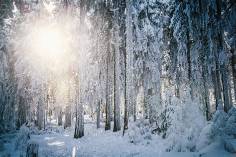 Hd Sun Frost Winter Forest Trees Snow Hd Background Wallpaper