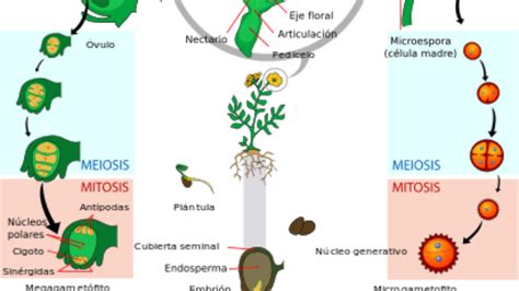 Mapa Conceptual De Las Plantas Angiospermas Y Gimnospermas Png Campor