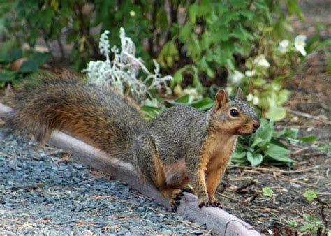 Tomato Eating Squirrels The Mercury News