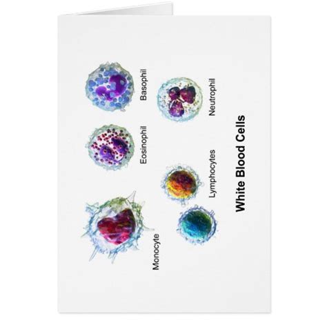 Diagram Of White Blood Cells Leukocytes Card Zazzle