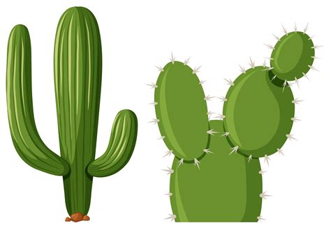 Dos Tipos De Plantas De Cactus 607614 Vector En Vecteezy