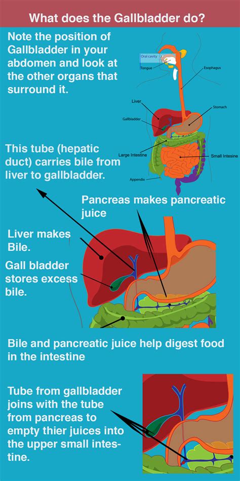 Gallbladder Symptoms Details With Examples