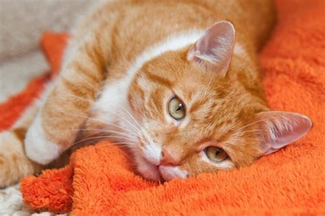 Home Remedies For Cat Colds The Fluffy Kitty