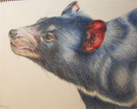 Tasmanian Devil Colour Pencil On Paper By Waxmann On Deviantart