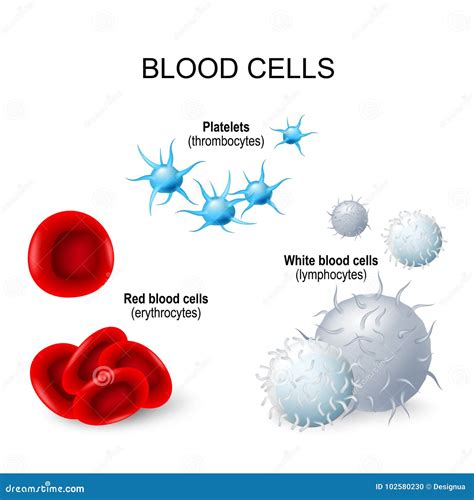 Difference Between Red Blood Cells And Platelets