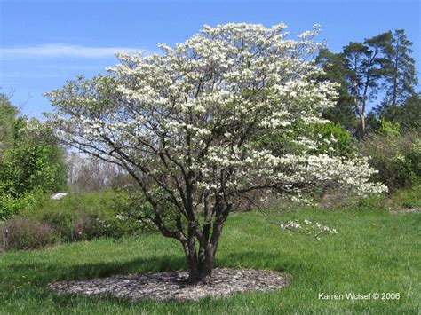 Shop our huge selection of flowering trees online with delivery right to your door. Cornus florida - Flowering Dogwood Large photos