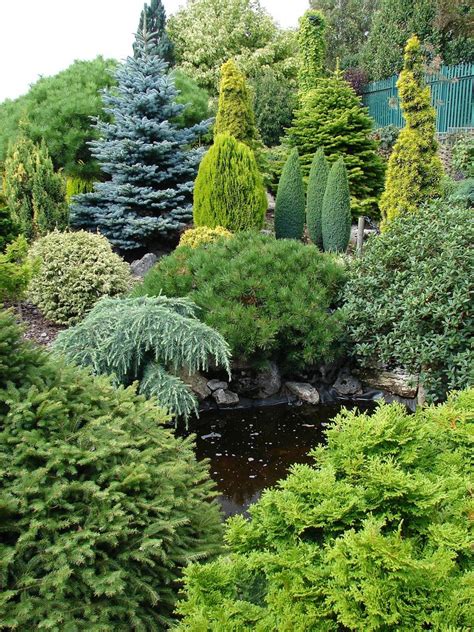 Dwarf Conifers Evergreen Landscape Conifers Garden Evergreen Garden