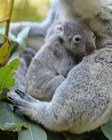 Australia Zoo Introduces Its First Baby Koala For The Season