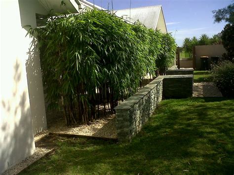 The fencing rolls are secured against a wall and finished with a zinc eave at the top to maximize the. Bambusa lako 'Timor Black' (Timor Black Bamboo) | Tropical ...