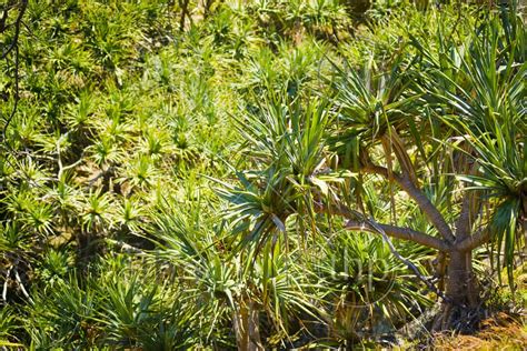 Green Pandanus Palm Trees Populate North Stradbroke Island Australia