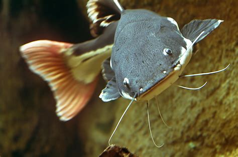 Redtail Catfish Information Aquatic Mag