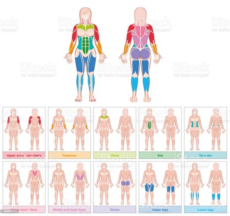 Muscle Groups Of A Female Body Chart With Largest Muscles Ten Colored