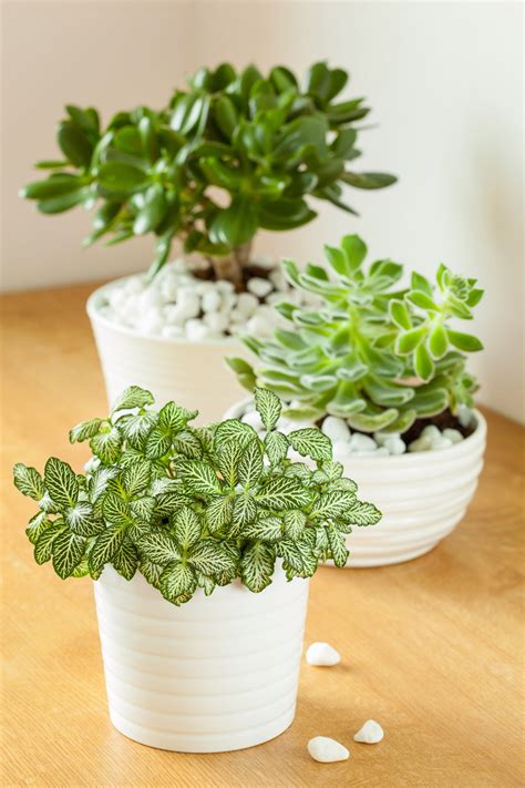 Get Good House Plants Png Plant Phrase