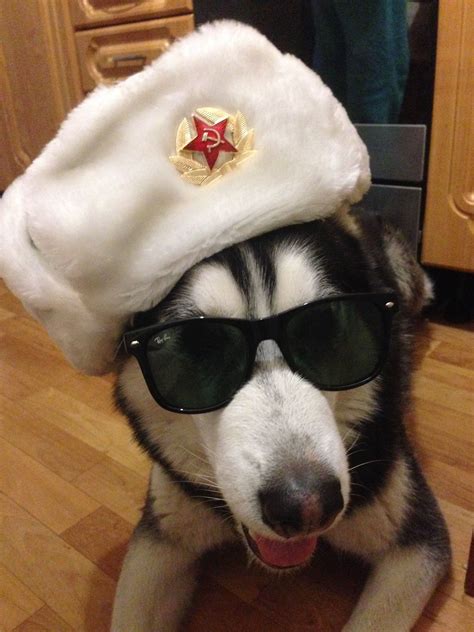 Husky From Russia Funny Dog Pictures Funny Cats And Dogs Cute Cats