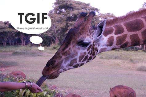 Happy Friday Animals Animal Kingdom Giraffe