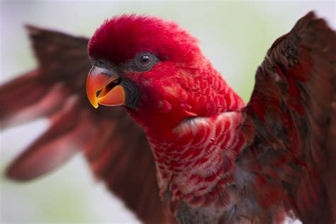 Lory Parrot Bird Tropical 36 Wallpapers Hd Desktop