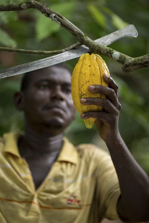 World Cocoa Foundation And Leading Chocolate Industry Companies Partner
