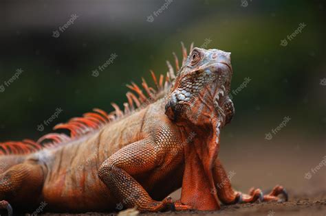Premium Photo Iguana Is A Genus Of Herbivorous Lizards That Are Native To Tropical Areas Of