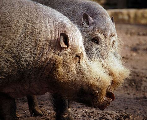Bearded Pigs And Wild Boar
