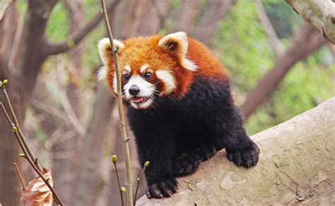 Le Panda Roux Comment Et Où Vit Il Tout Savoir Sur Le Panda Roux