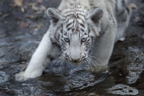 White Bengal Tiger Cubs In Novosibirsk Zoo