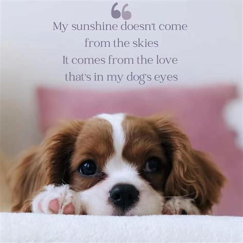 360 Of The Best Dog Quotes That Will Make Your Heart Melt Quotecc