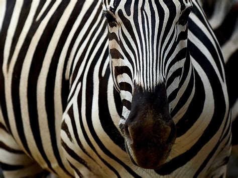 Norwegian Zoo Kills Zebra And Feeds It To Tigers In View