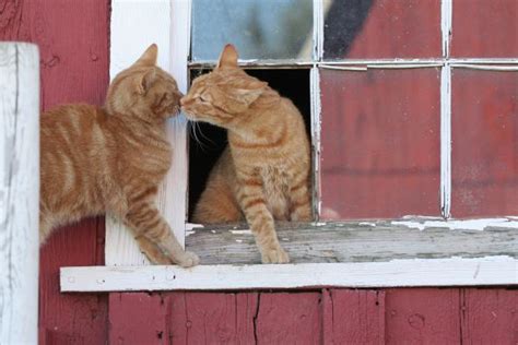 We Have Barn Cats Talk Of The Tail