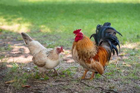 How Do Chickens Mate 9 Amazing Tips For Breeding Chickens Poultry Feed Formulation