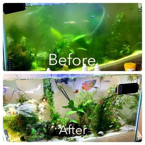 Cloudy Aquarium Water Why It Happens And How To Clear It Aquanswers