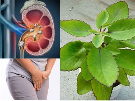 Bryophyllum Pinnatum Health Benefits Uses And Side Effects Of