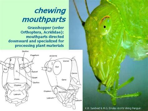 Structure And Modifications Of Insect Mouth Parts