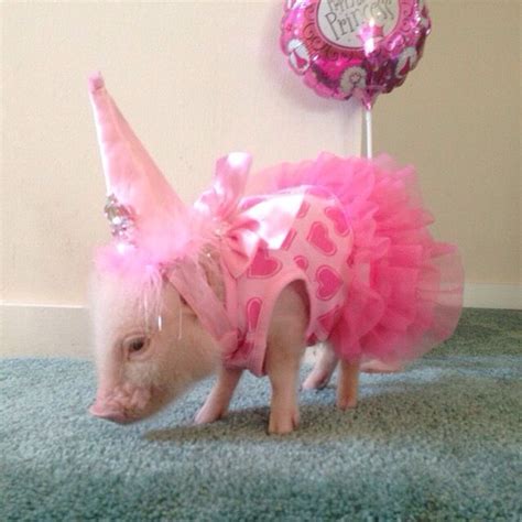 Mini Pig In Adorable Dress Outfit