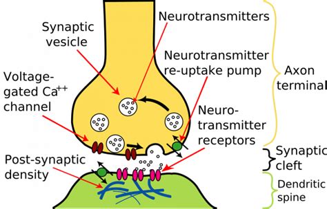 Neurotransmitters Mechanism Of Action Teachmephysiology