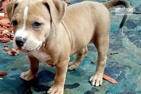 Bully max is just one of many companies originally formulated a vitamin supplement for pit bull breeds but soon realized it could be a tremendous most dog foods does not provide crucial nutrients. Faith: American Bully puppy for sale near Dallas / Fort ...