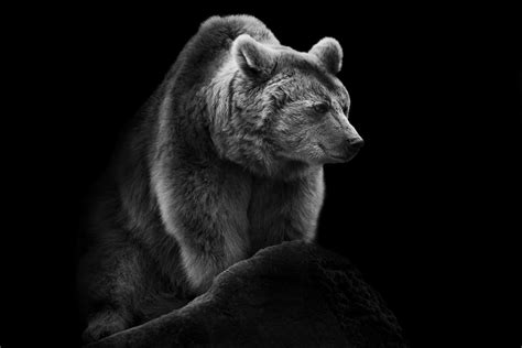 Homepage Of Wolf Ademeit Photographer Animals Brown Bear Animals