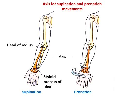Radioulnar Joints Supination And Pronation Anatomy Qa