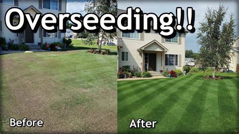 Why Your Lawn Needs Overseeding In The Fall And Spring To Promote New
