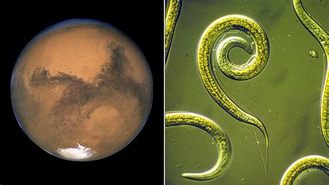 Lake On Mars And Ancient Worms Gsc Go Science Crazy