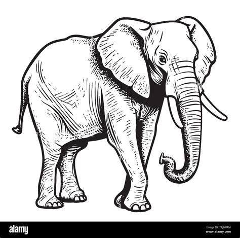 Indian Elephant Walking Hand Drawn Sketch Illustration Stock Vector
