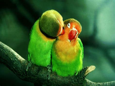 Free Download Tag Love Birds Wallpapers Backgrounds Photosimages And