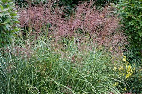 Miscanthus sinensis Strictus - Zebra Grass - Hopes Grove Nurseries