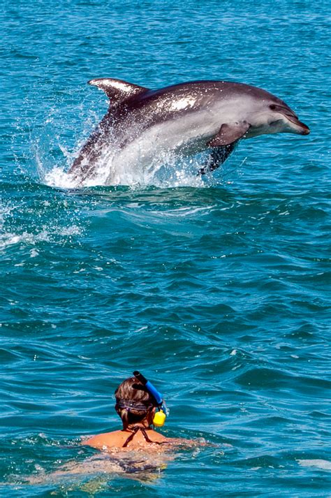 Swim With Dolphins In The Bay Of Islands New Zealand