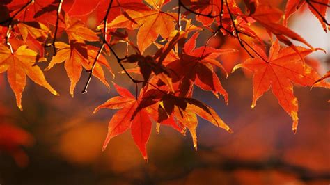Fall Leaves Desktop Wallpaper 59 Images
