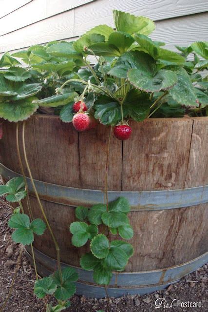 Wine Barrel Strawberries Wine Barrel Garden Garden Yard Ideas