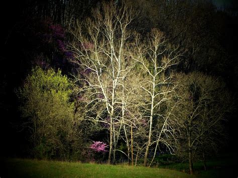 Red Bud And Trees Photograph By Michael L Kimble Fine Art America