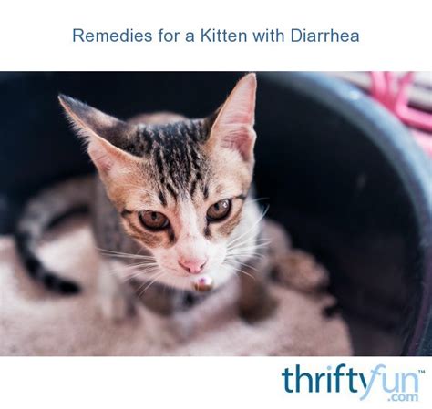 Diarrhea is a common issue in cats, and it can sometimes be severe. Remedies for a Kitten With Diarrhea | ThriftyFun