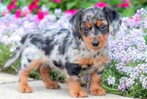Every customer who orders puppies online from us will enjoy the customer service we swear by. Dorkie Puppies For Sale | Puppy Adoption | Keystone Puppies
