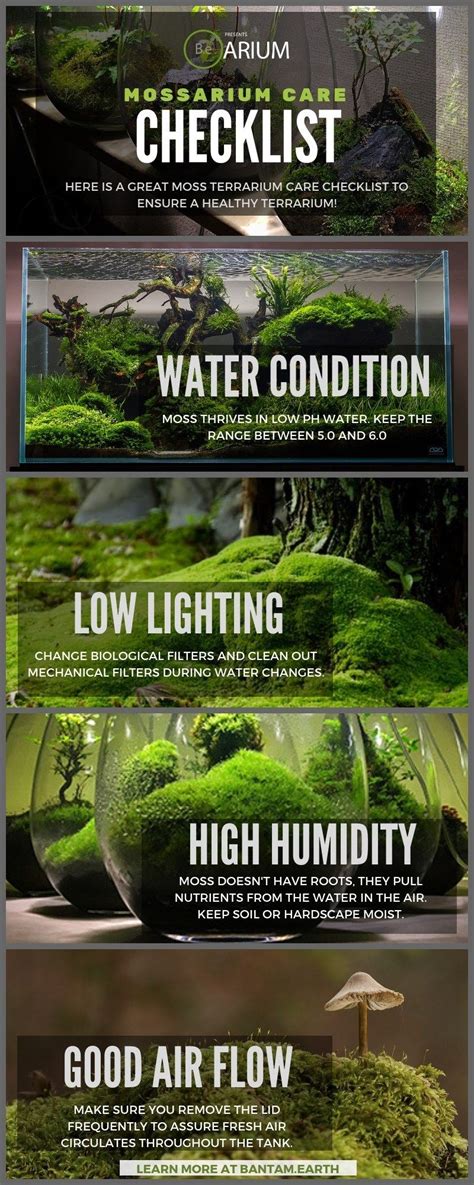 Mossarium The Ultimate Guide And How To Build Moss Terreriums Build