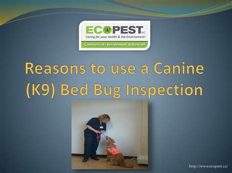 Canine K9 Bed Bug Inspection Top Reasons To Choose This Method For